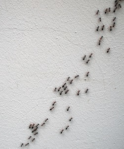 Ant control treatment