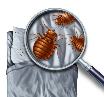Bed bug treatment