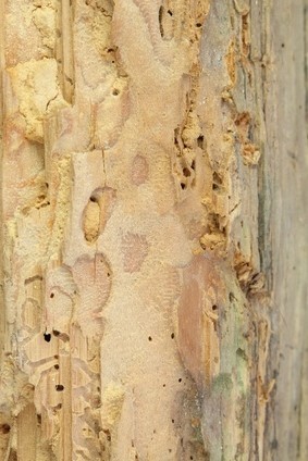 Borer treatment