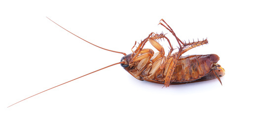 Cockroach control treatment