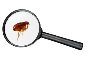 Flea control treatment