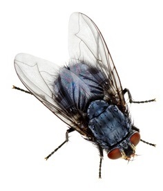 Fly control treatment