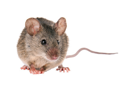 Rodent control