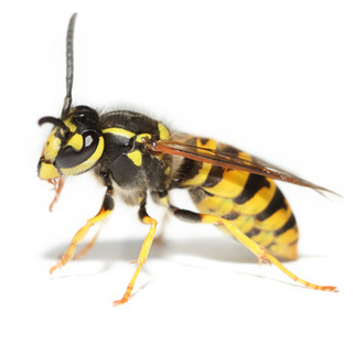 Wasp nest removal